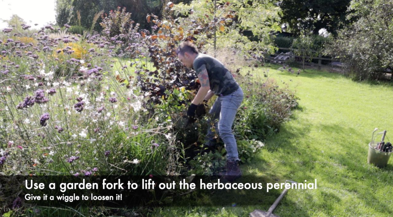 Garden Ninja dividing plants by hand
