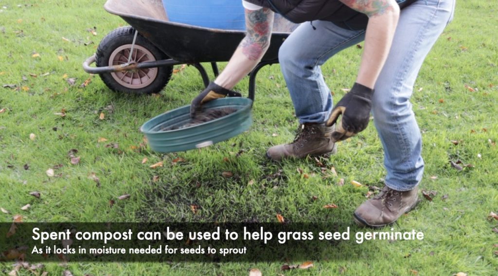 Sieving compost over lawn seed