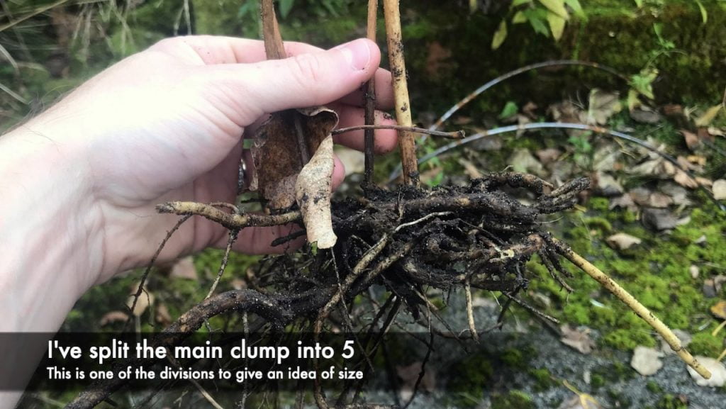 A clumb of divided plant roots