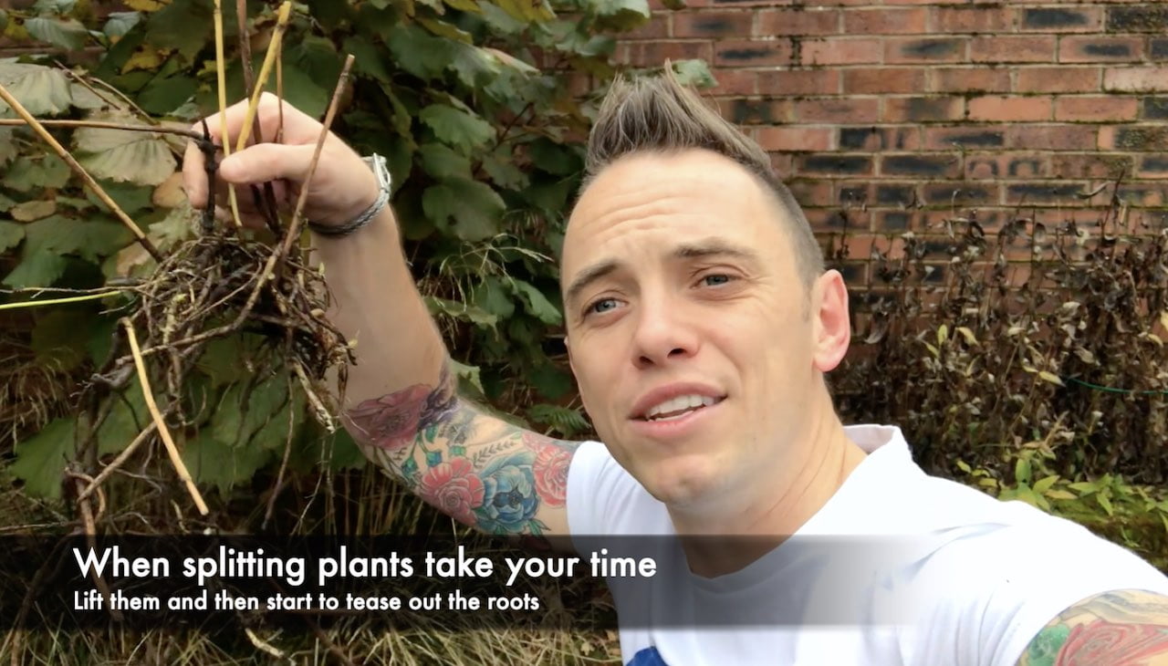 Split Planting How to divide plants: splitting herbaceous perennials the easy way