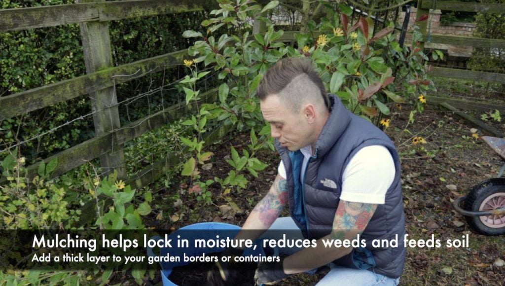 Mulching a garden with used compost