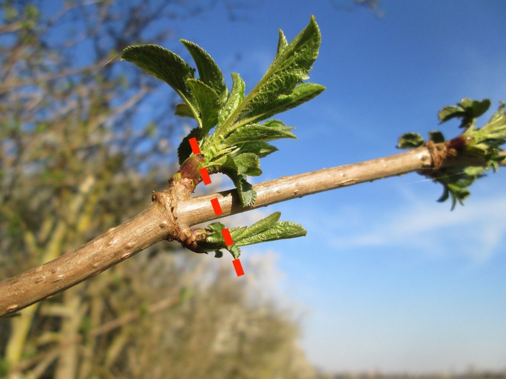 How to prune opposite buds
