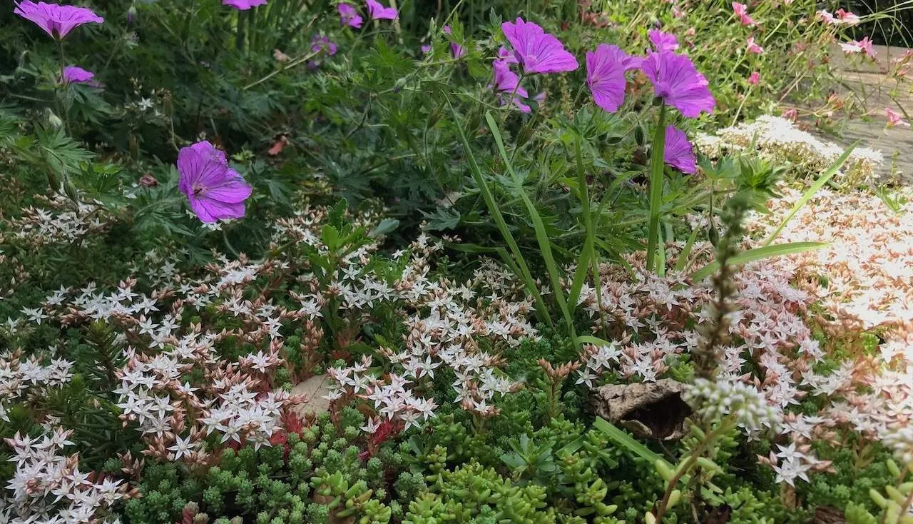 A flower bed of herbaceous perennials