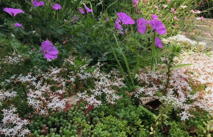 A flower bed of herbaceous perennials