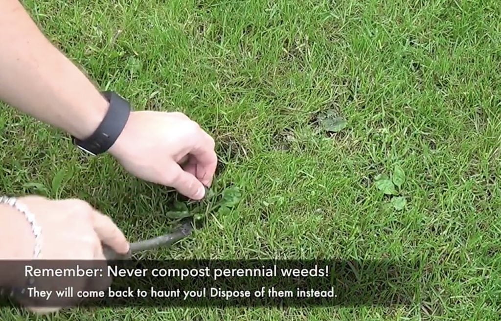 Removing perennial weeds from a lawn