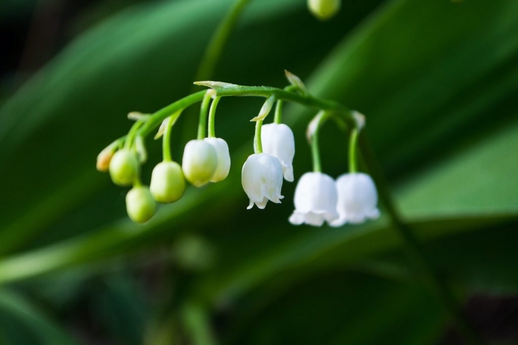 Lily of the valley flowers