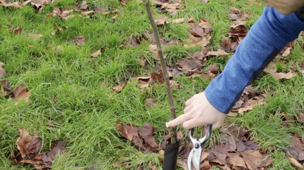 Garden Ninja removing a double leader fruit tree