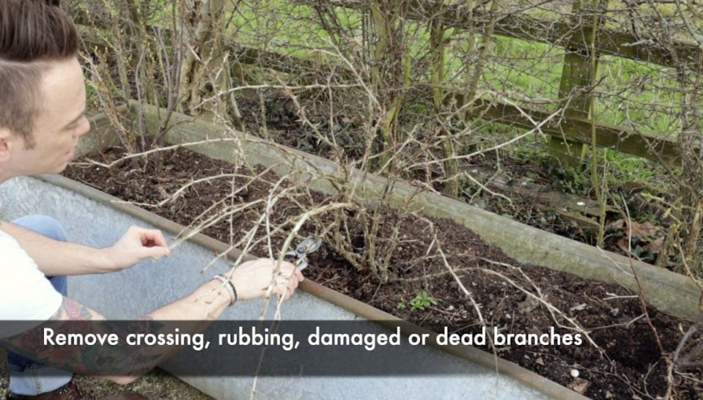 Garden Ninja removing dead or damaged material from a gooseberry bush