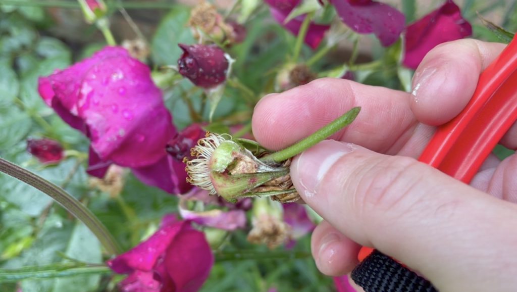 A cut dead headed rose