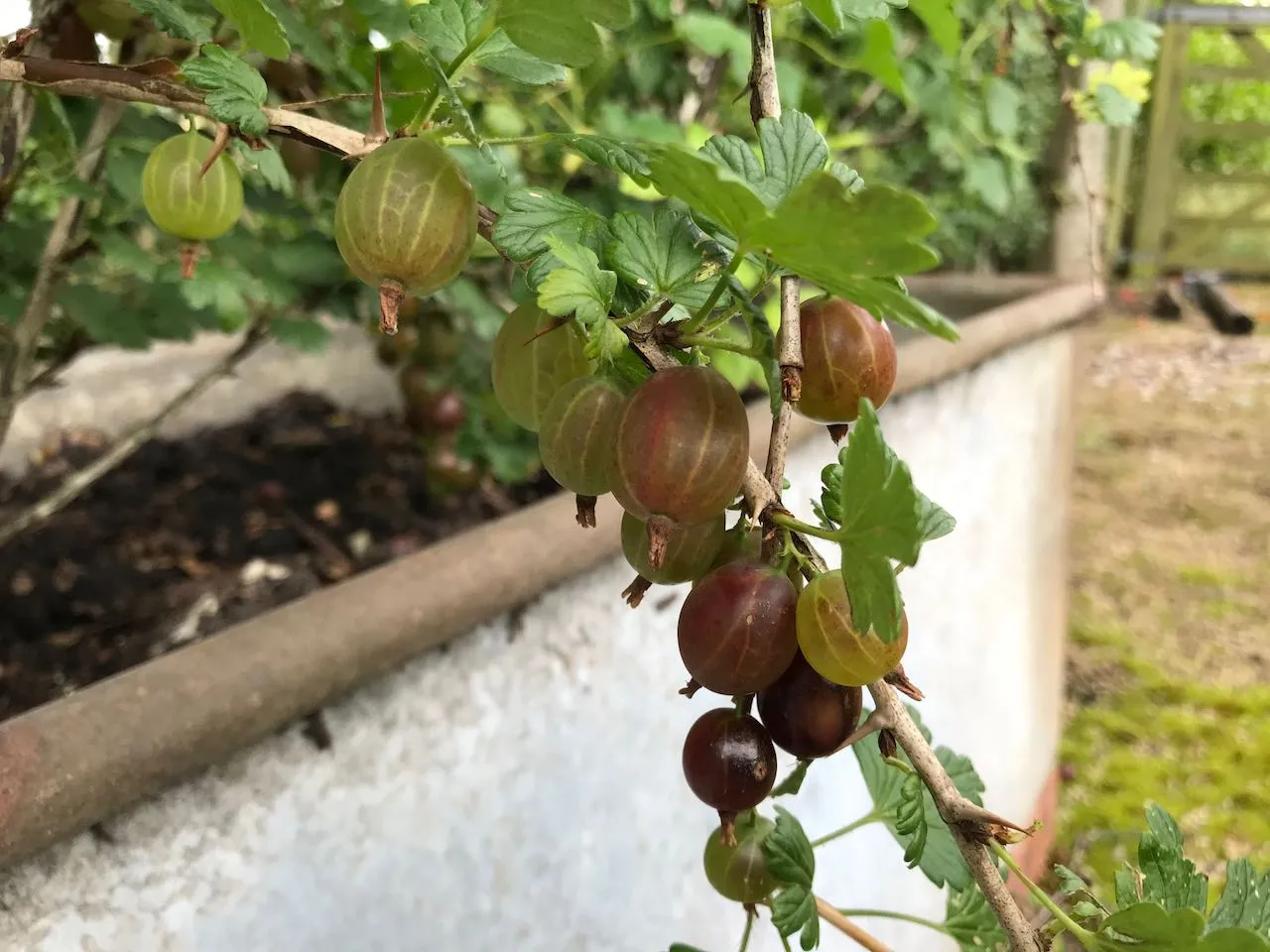 Mixed gooseberries