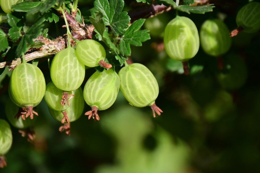 Green gooseberries