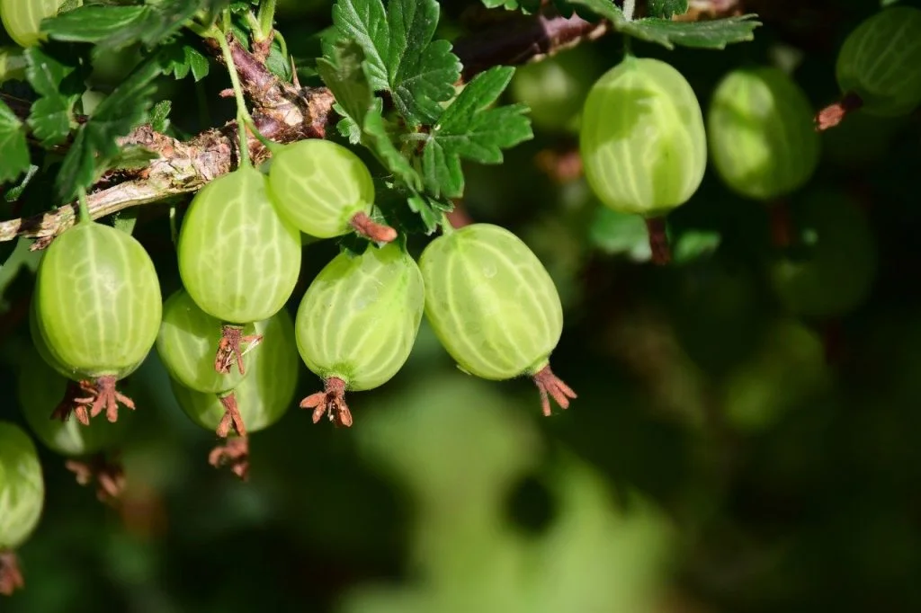 How & when to prune gooseberries Beginners guide for improved fruiting