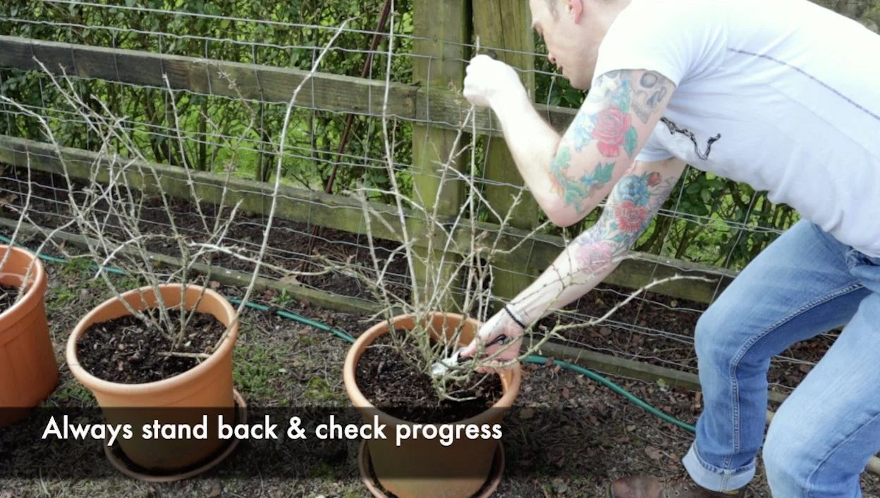 How & when to prune gooseberries Beginners guide for improved fruiting