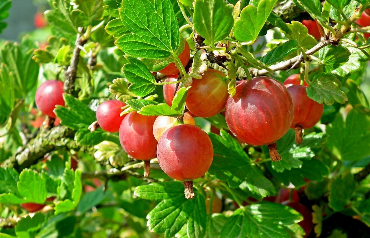 How & when to prune gooseberries: Beginners guide for improved fruiting