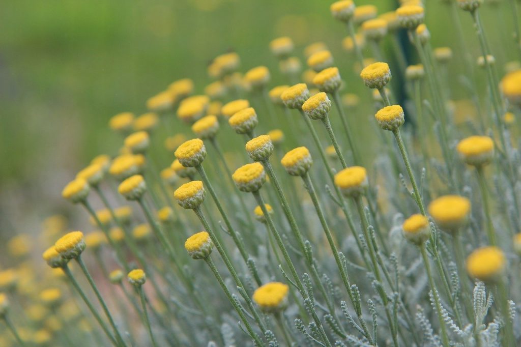 Santolina knot garden plant