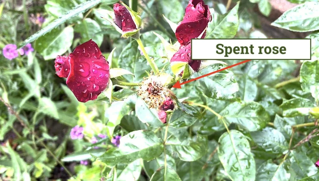 How to prune roses: the beginner's guide to easy pruning - Garden Ninja ...