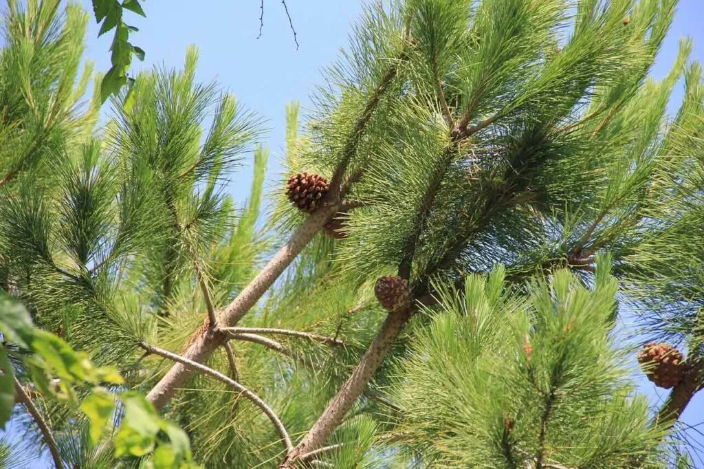 Pine nut tree