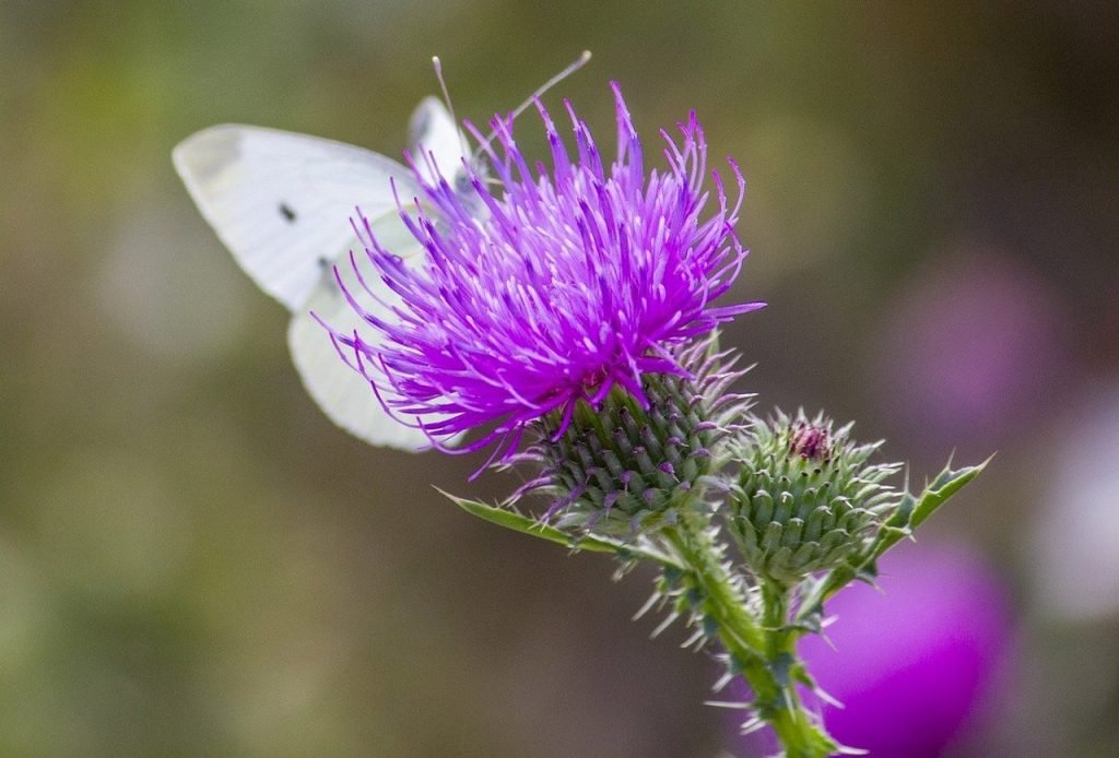 A spear thistle garden weed