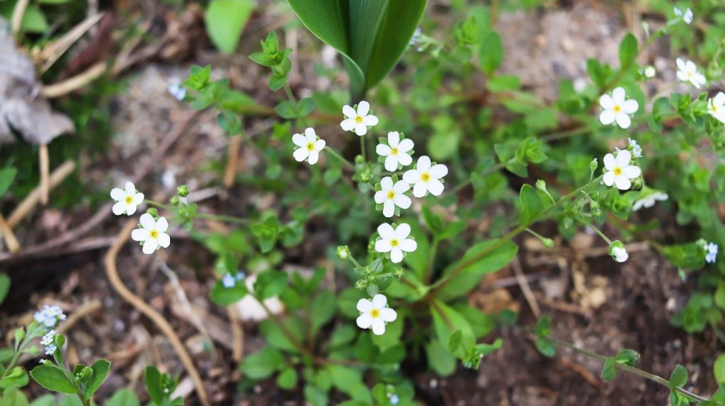 Chickweed in the garden