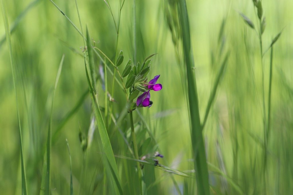 Common vetch in the garden