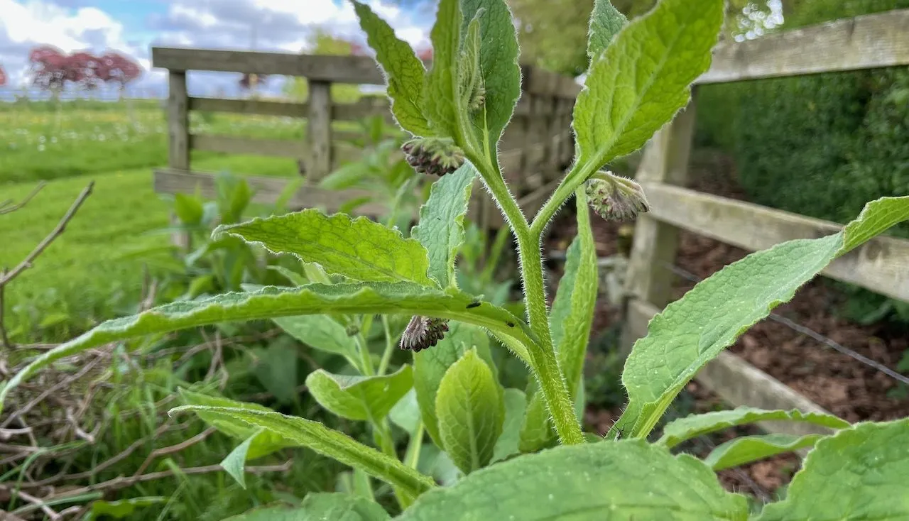Close up of a comfrey leaf