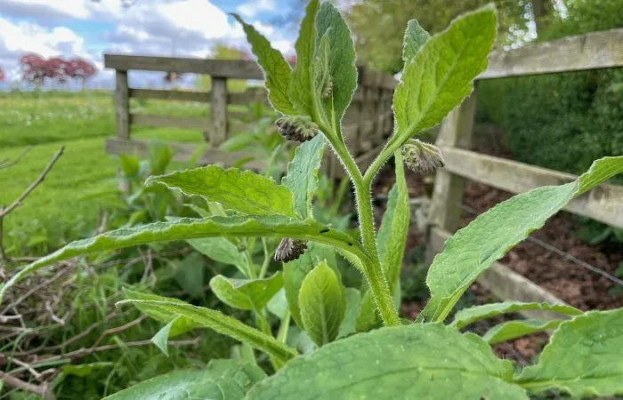 Close up of a comfrey leaf