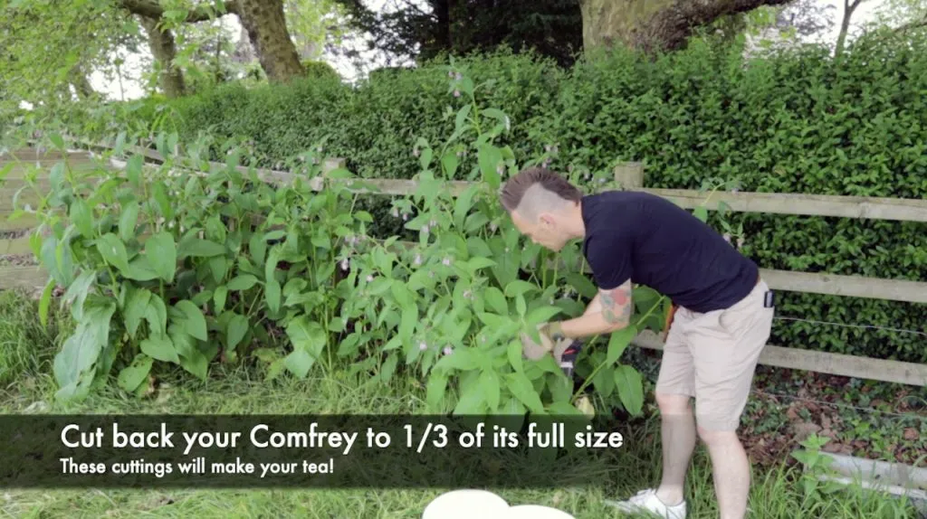 Cutting back comfrey