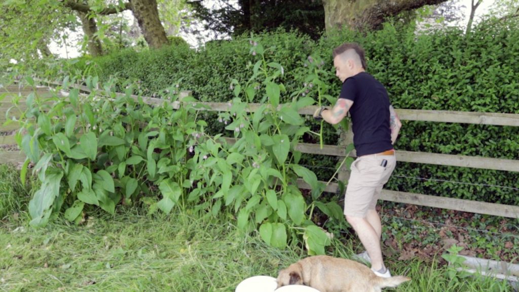 Lee Garden Ninja cutting down comfrey