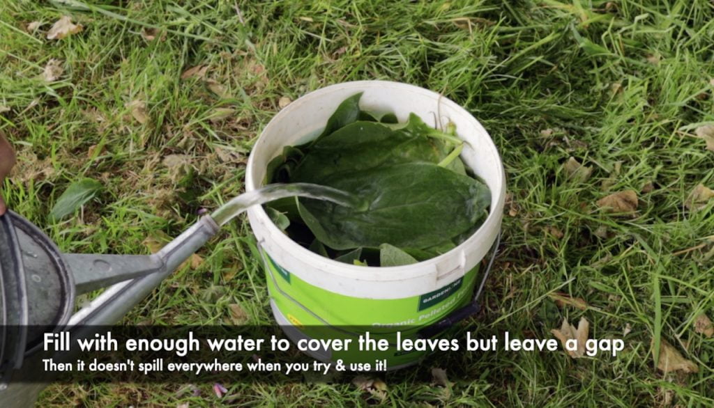 How much water to add to comfrey tea