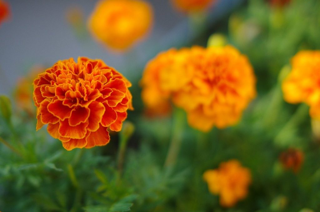 Marigold annual plants