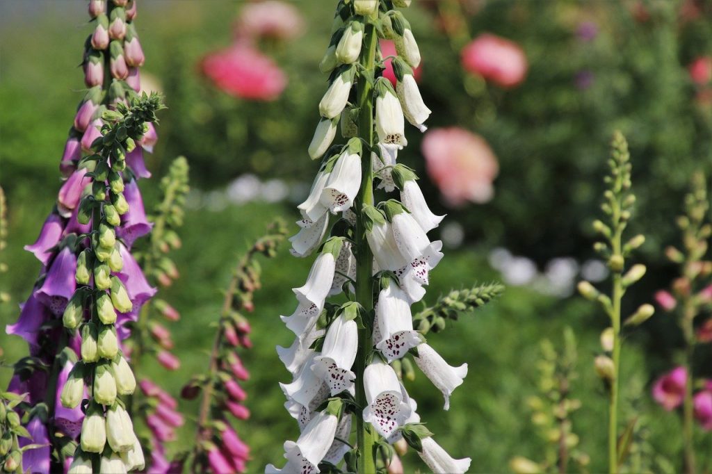 Biennial foxgloves