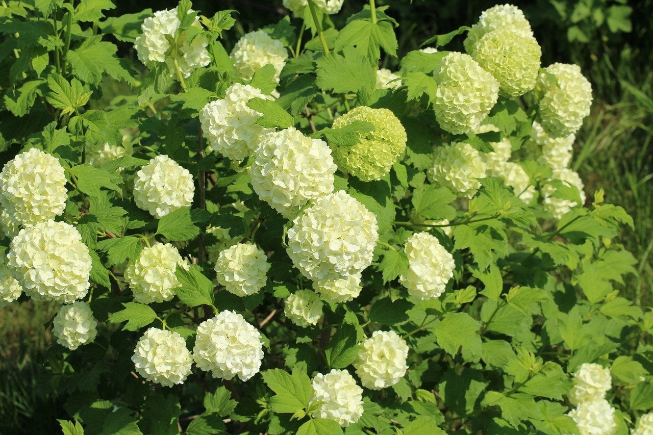 Viburnum opulus in flower