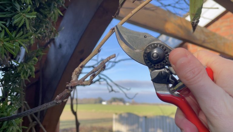 How to prune garden plants: ultimate beginner pruning guide