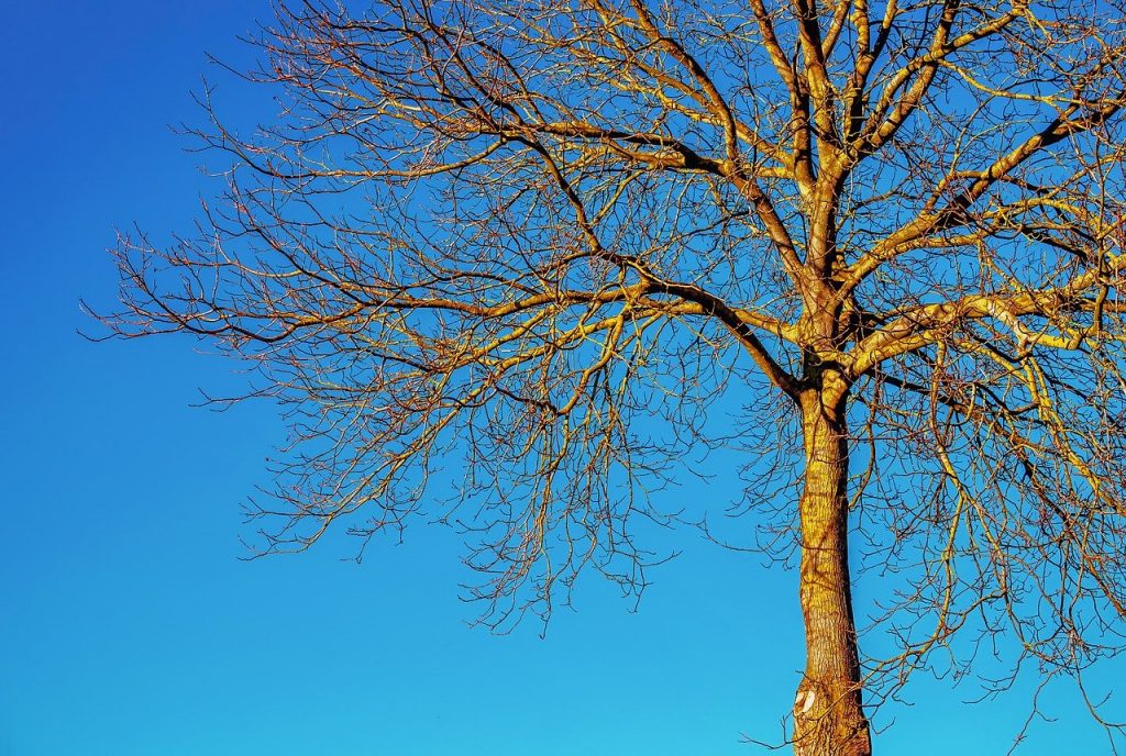 Deciduous tree without leaves