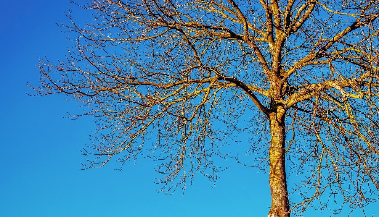 Deciduous tree without leaves