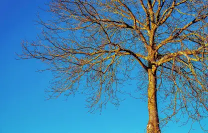 Deciduous tree without leaves