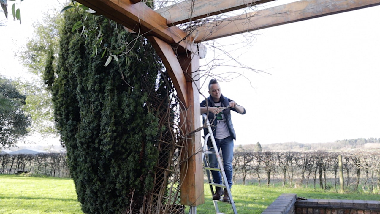 Lee Burkhill pruning a wisteria in winter