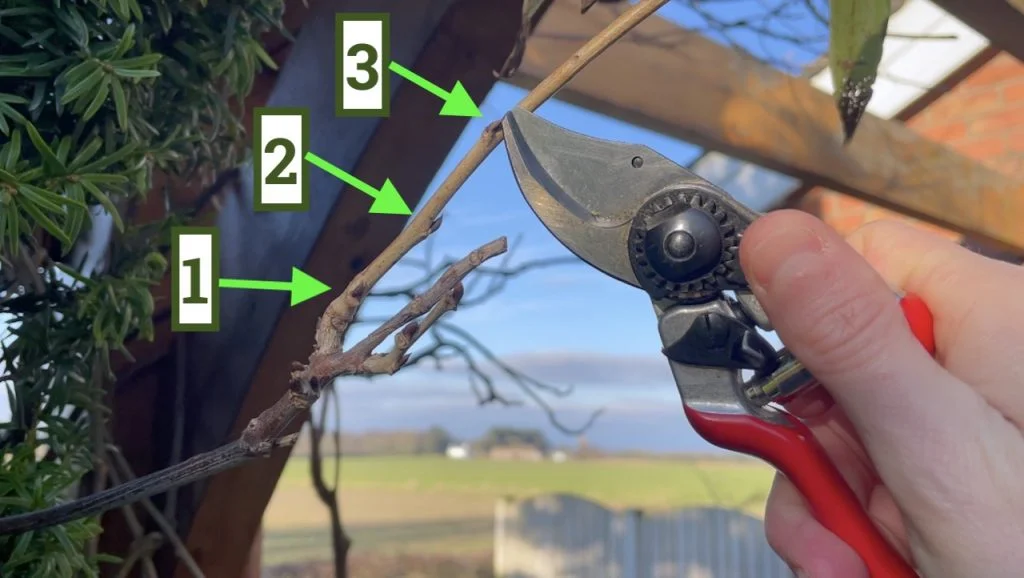 How to prune Wisteria Winter & summer pruning guide for beginners