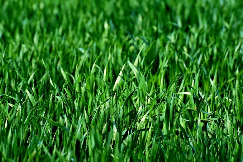 Green grass winter maintenance