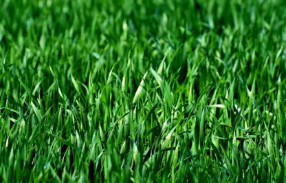 Green grass winter maintenance