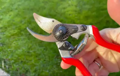 Clean sharp secateurs