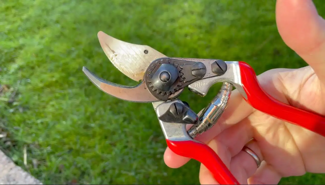 Clean sharp secateurs