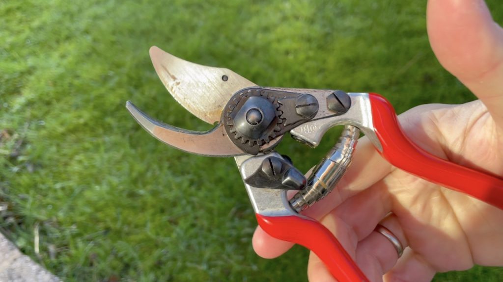 Pruning wisteria secateurs