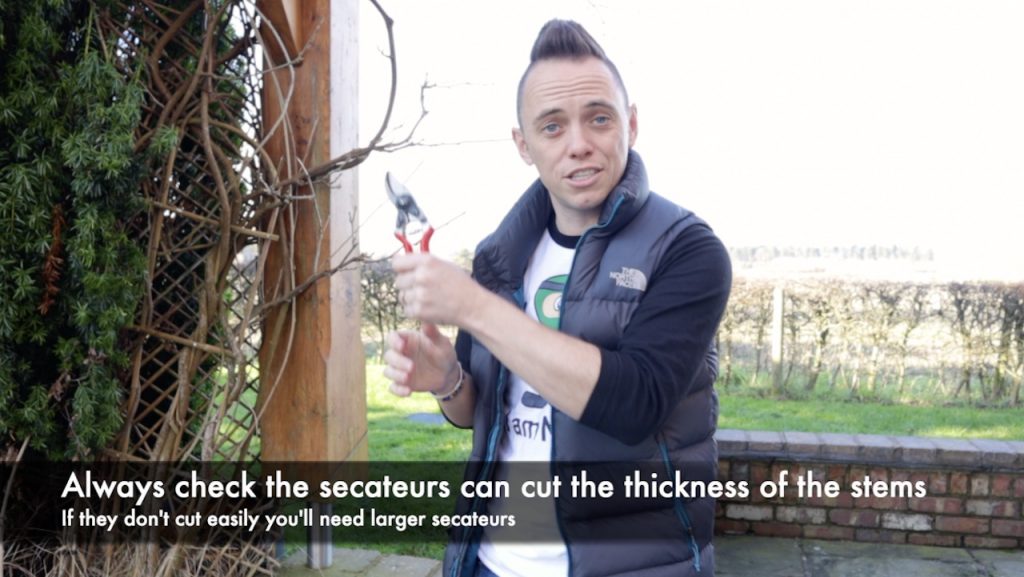 Choosing the right thickness of your secateurs for wisteria pruning