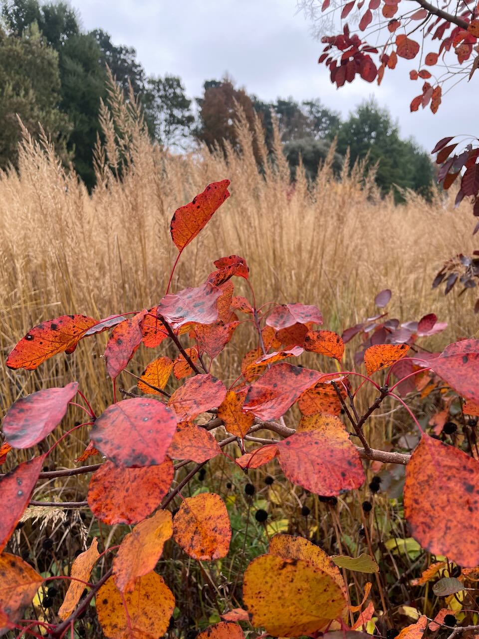 Ornamental grasses and fallen leaves in a winter garden