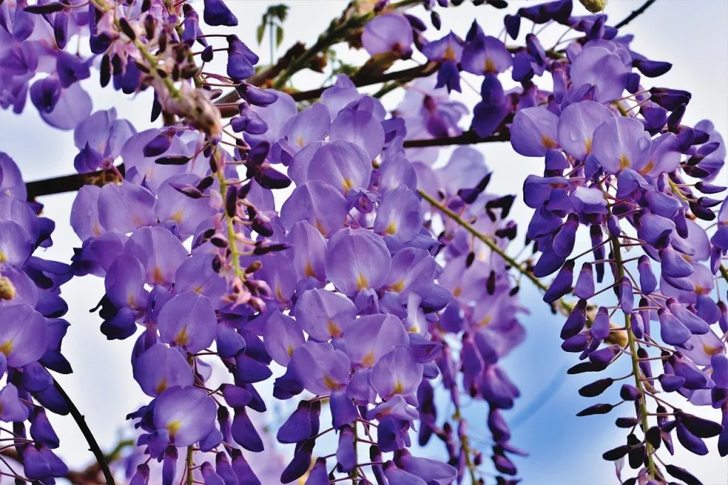 Purple wisteria flowers hanging