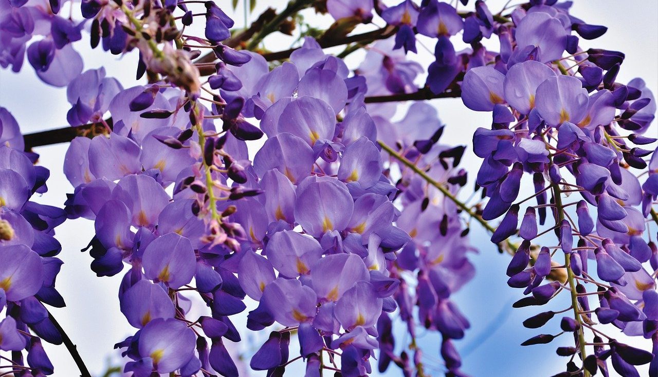 Purple wisteria flowers hanging
