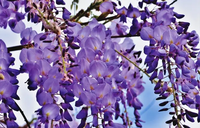 Purple wisteria flowers hanging