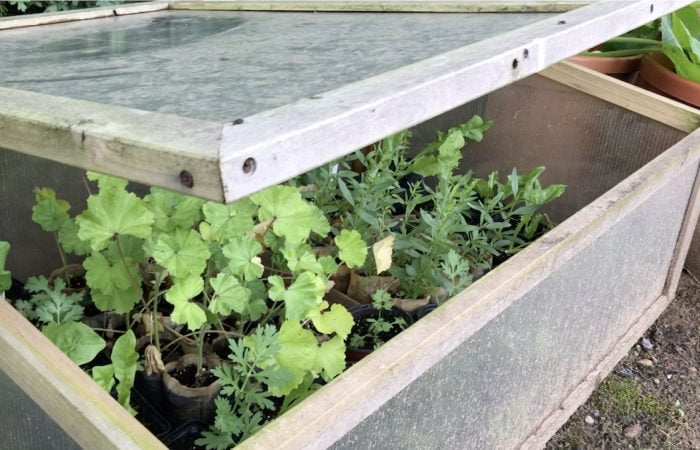A cold frame for hardening off plants