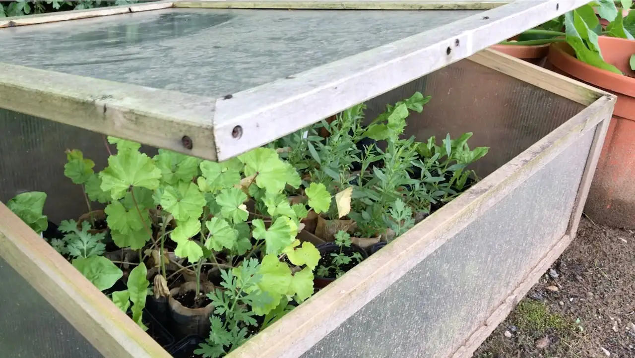 A cold frame for hardening off plants